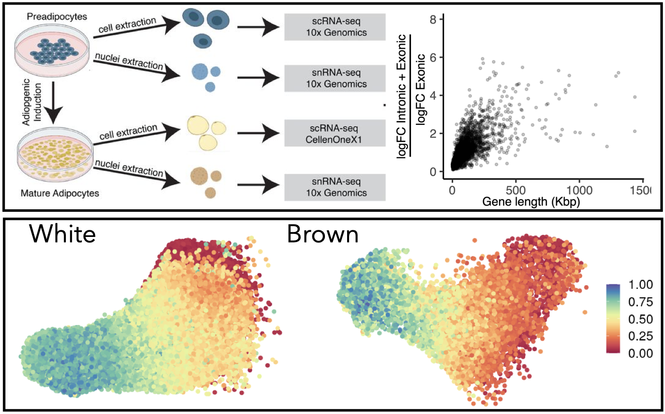 single-nucleus versus whole-cell RNA-seq comparative analysis and custom pseudotemporal ordering strategies for adipose tissue biology